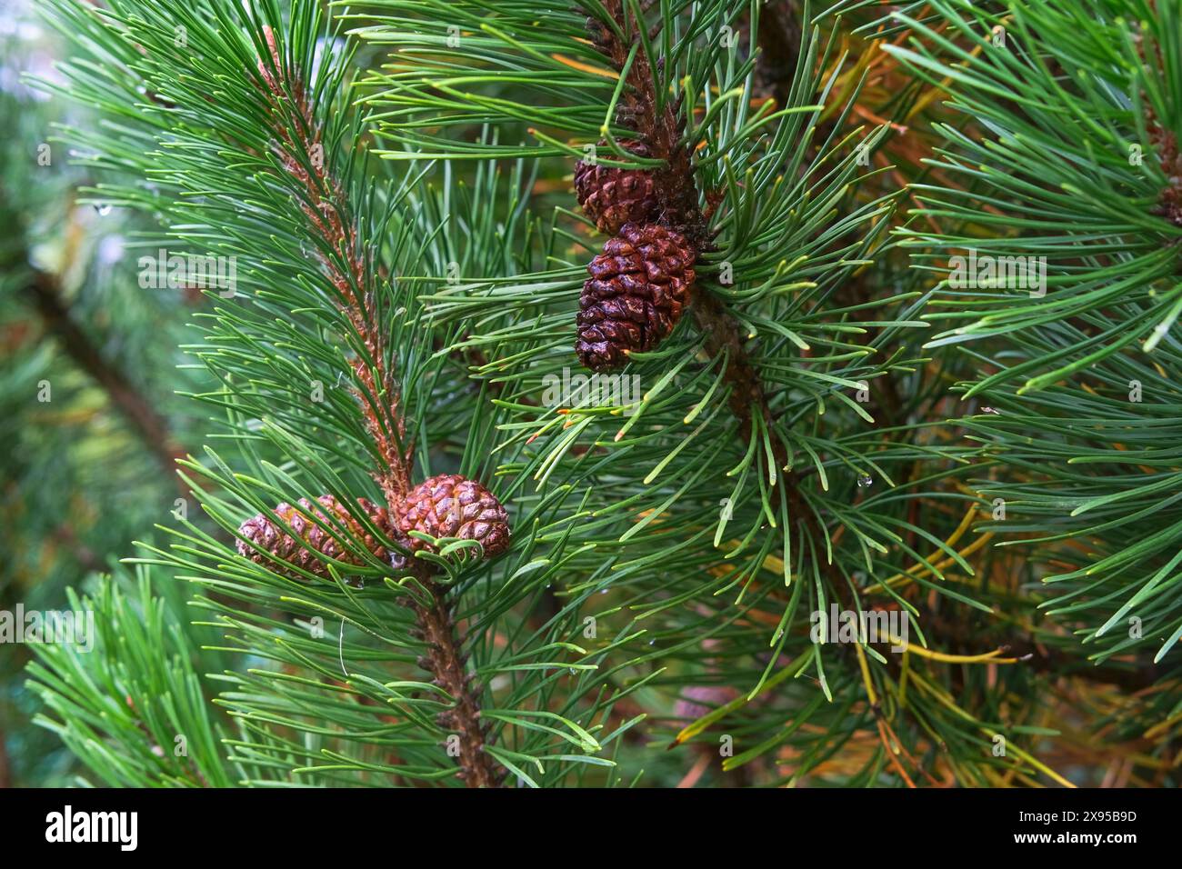 Lush shoots of evergreen tree Pine or Pinus Sylvestris with brown wet ...