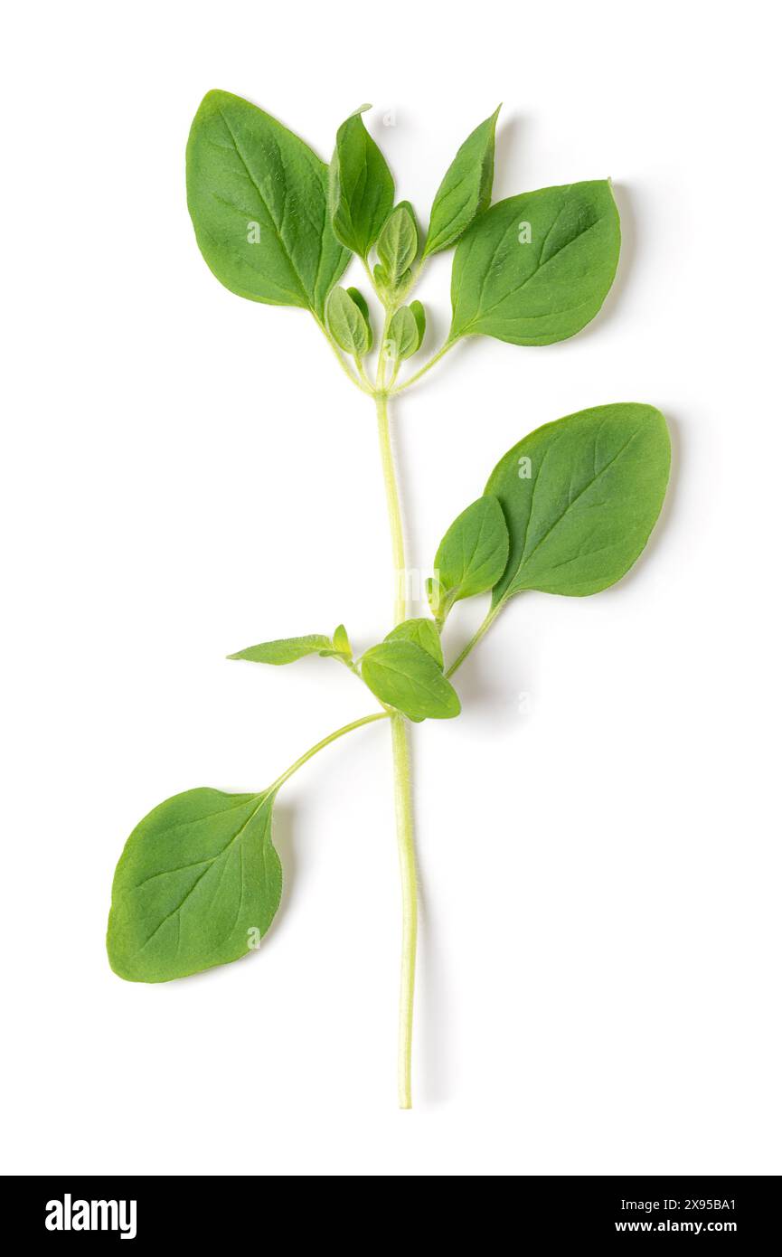 Whole fresh oregano twig, also called wild marjoram, Origanum vulgare, from above. Culinary herb and a staple herb of Italian cuisine. Stock Photo