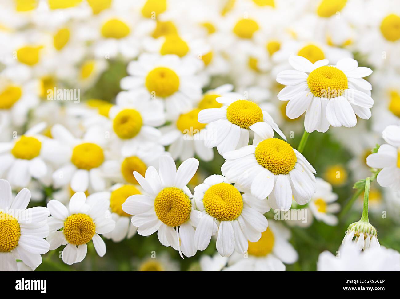 Spring summer white-yellow chamomile  background. Lawn or armful of daisies on sunny day. Useful herbal flower for health Stock Photo