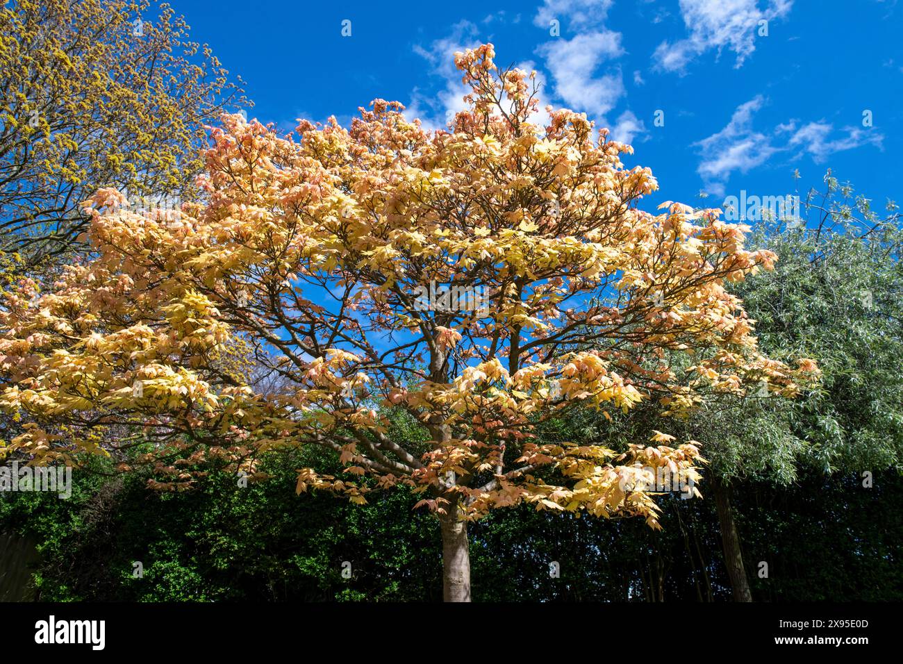 Spring at the Arboretum Park in Nottingham City Centre, Nottinghamshire ...