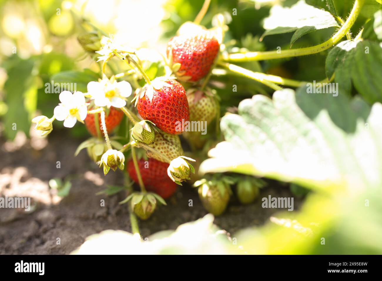 Ripe strawberries in a bucket on the lawn Stock Photo - Alamy