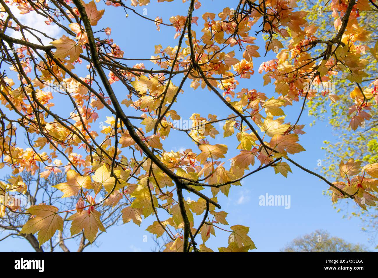 Spring at the Arboretum Park in Nottingham City Centre, Nottinghamshire ...