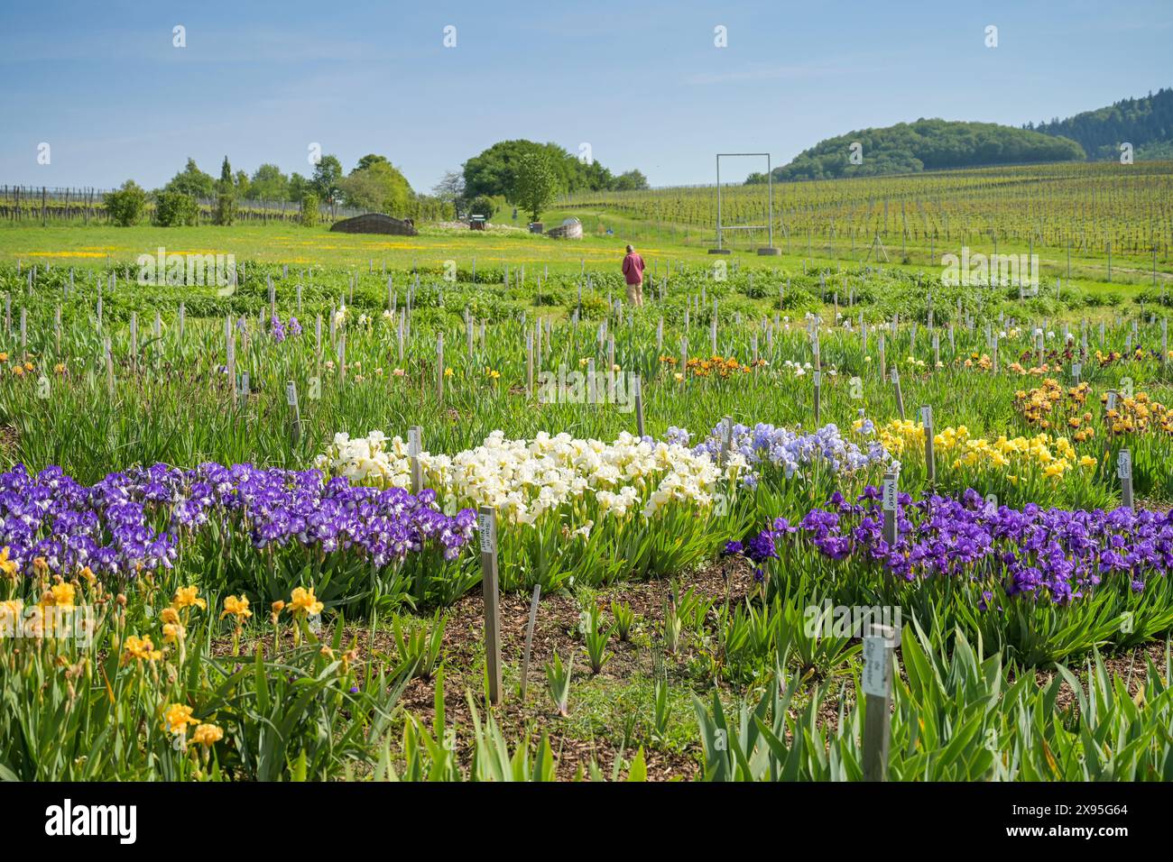 Lilien, Staudengärtnerei Gräfin von Zeppelin, Sulzburg, Baden