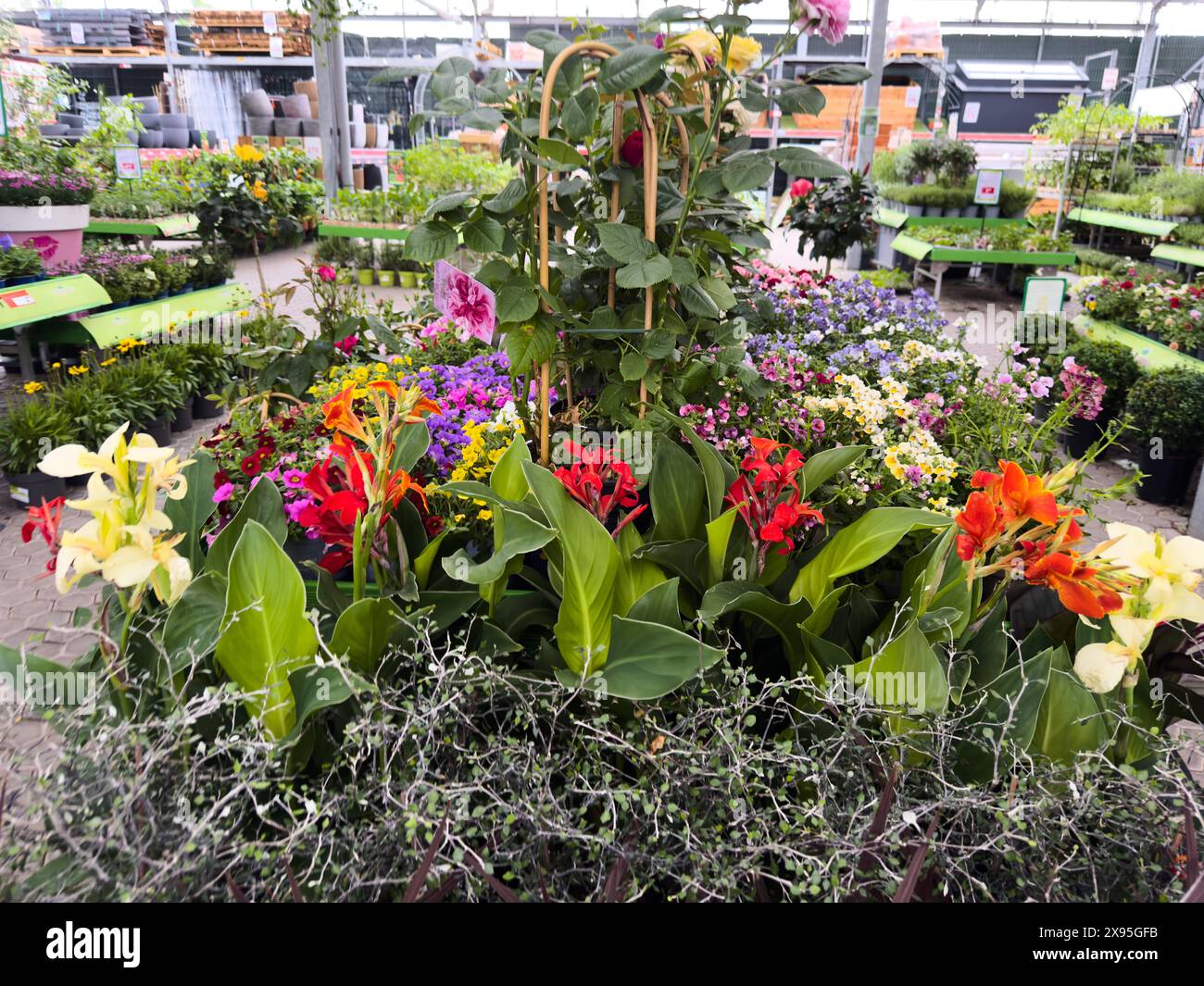 Bavaria, Germany - 23 May 2024: Flowers and plants in the nursery ...