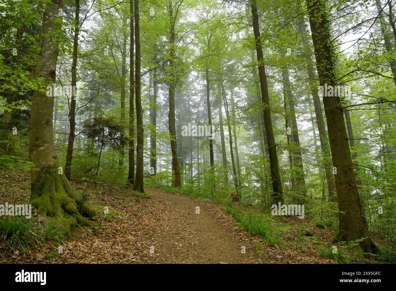 Waldweg, Mischwald am Berg Blauen, Badenweiler, Schwarzwald, Baden-Württemberg, Deutschland Stock Photo