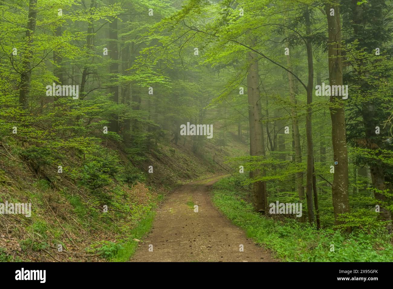 Waldweg, Mischwald am Berg Blauen, Badenweiler, Schwarzwald, Baden-Württemberg, Deutschland Stock Photo