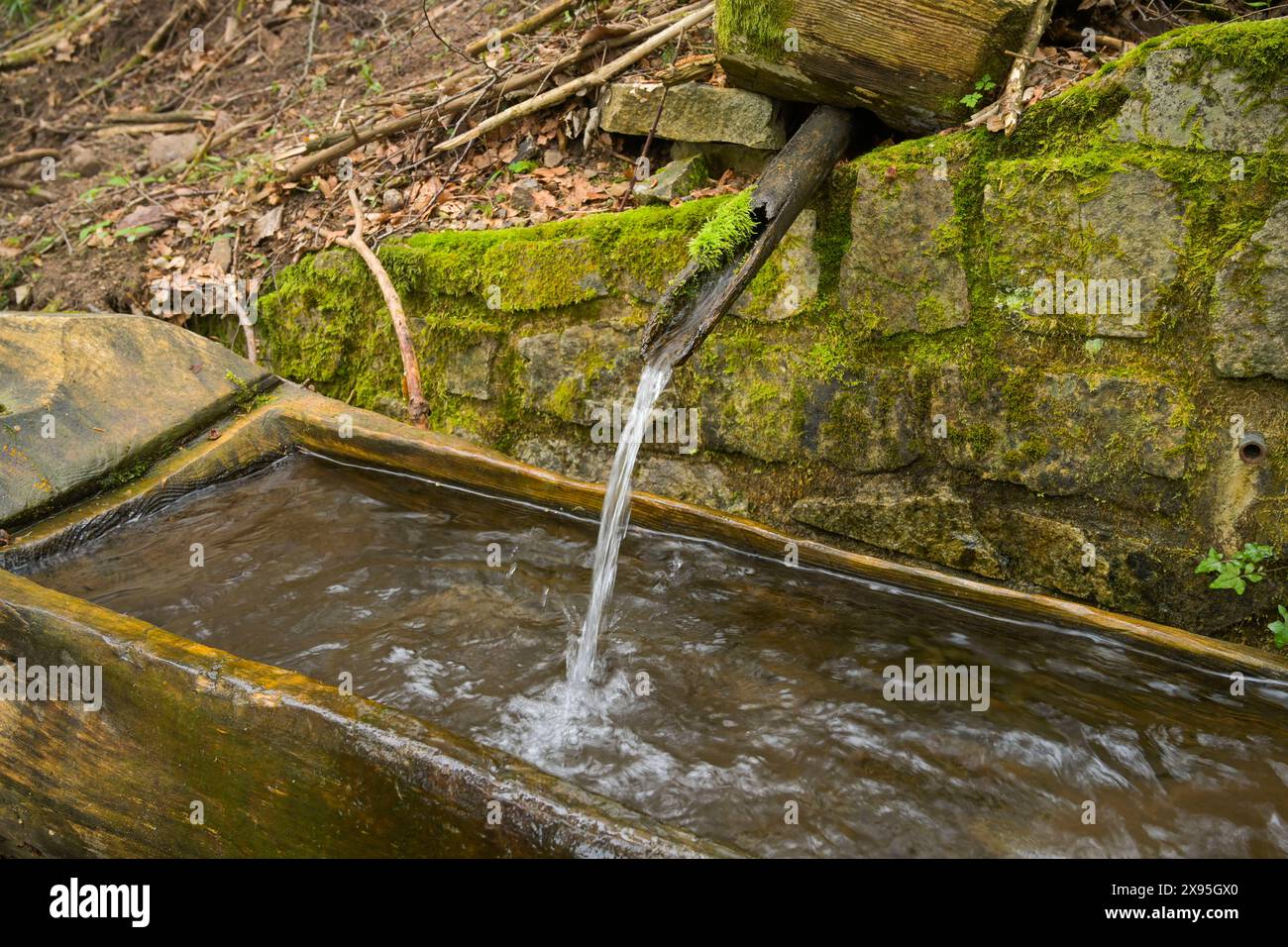 Holztrog, Brunnen, Frischwasser, Wald am Berg Blauen, Badenweiler, Schwarzwald, Baden-Württemberg, Deutschland Stock Photo