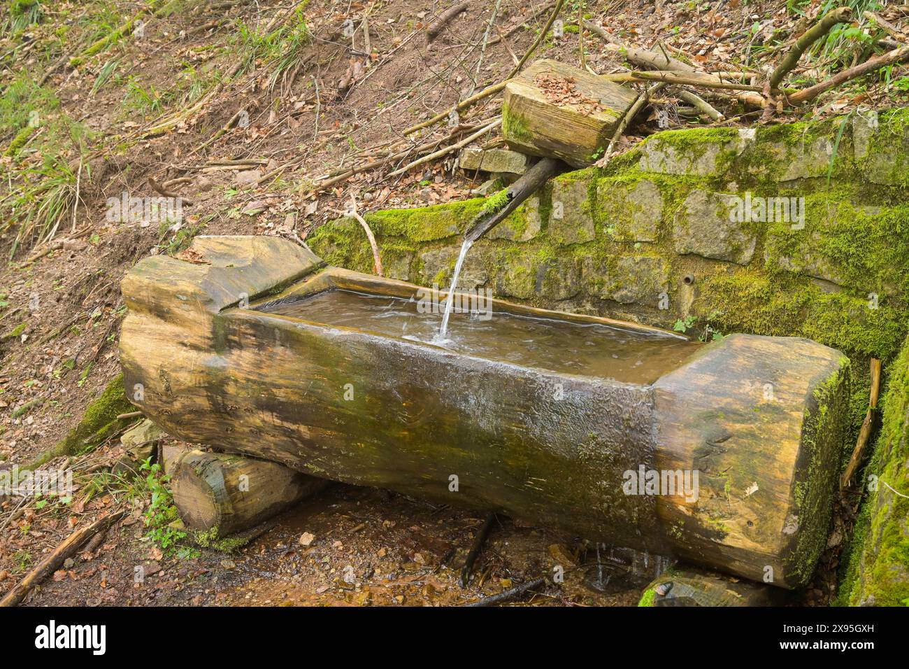 Holztrog, Brunnen, Frischwasser, Wald am Berg Blauen, Badenweiler, Schwarzwald, Baden-Württemberg, Deutschland Stock Photo