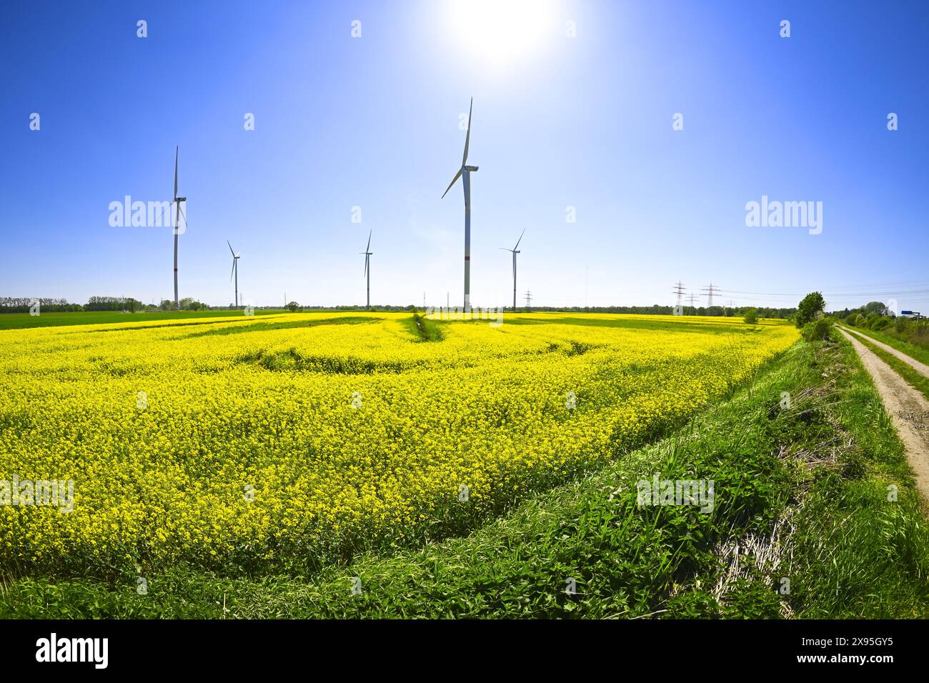 Windräder und Rapsfelder in Bergedorf, Hamburg, Deutschland Stock Photo