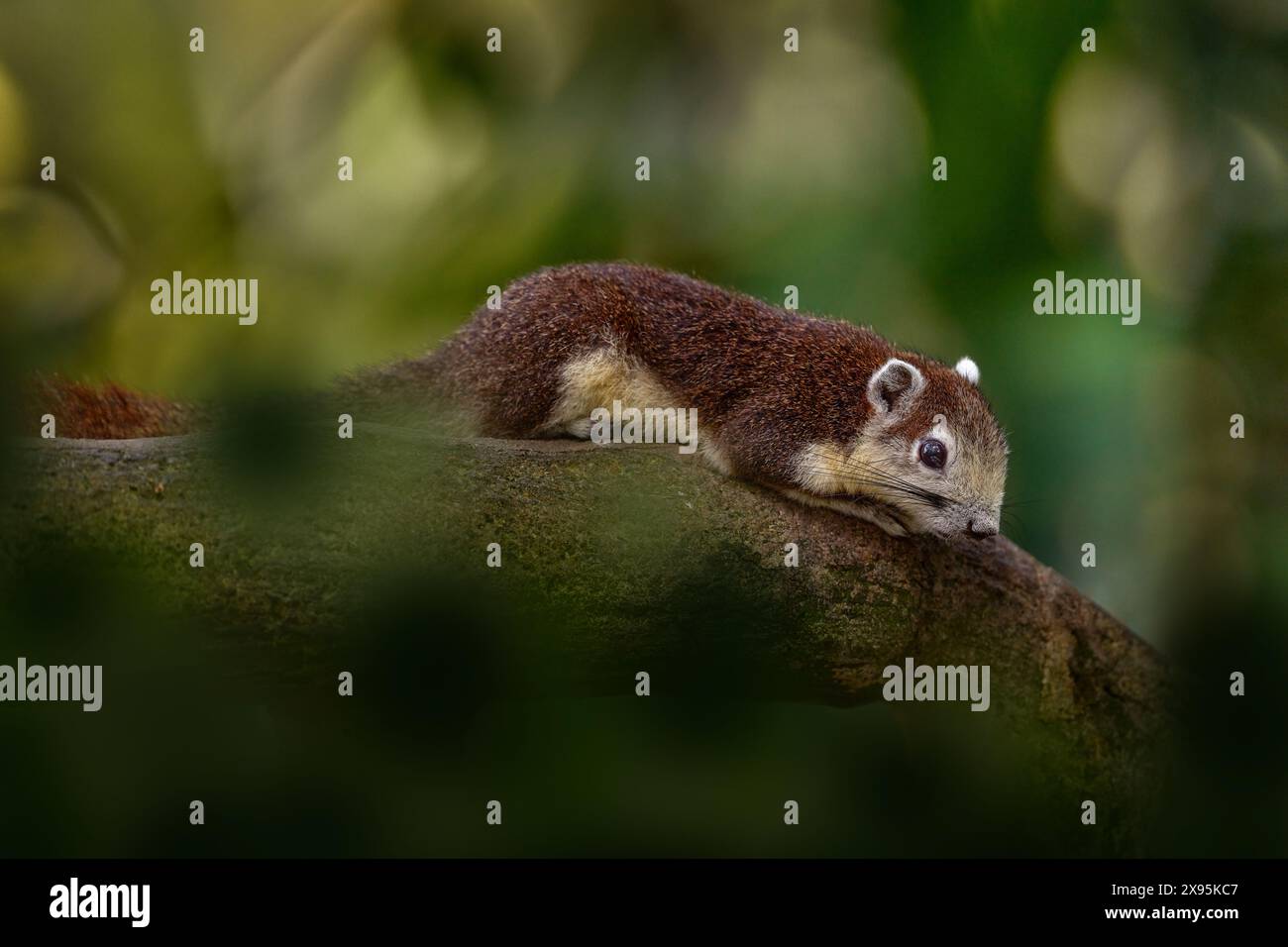 Prevost's squirrel or Asian tri-coloured squirrel, Callosciurus ...