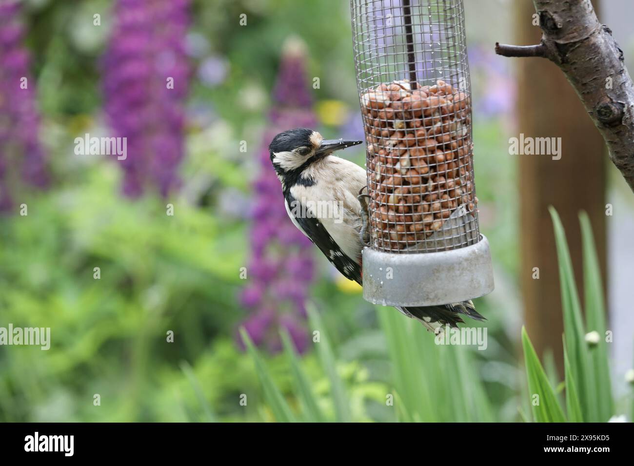 Female Great Spotted Woodpecker (Dendrocopus major) feeding on a peanut feeder surrounded by colourful flowers in a garden environment, Northern Engla Stock Photo