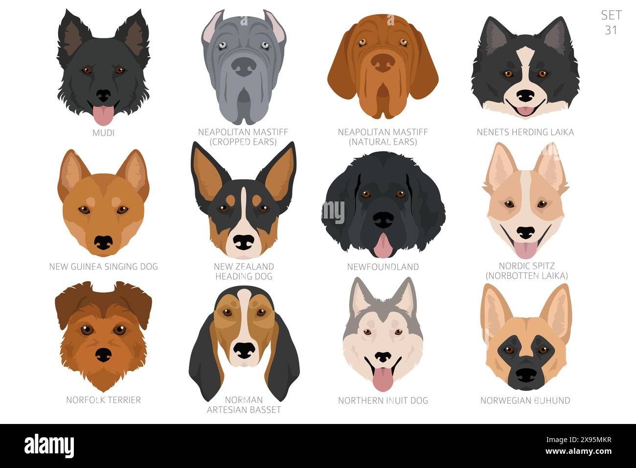 Dog head in alphabet order. All dog breeds. Colour vector design. Vector illustration Stock Vector