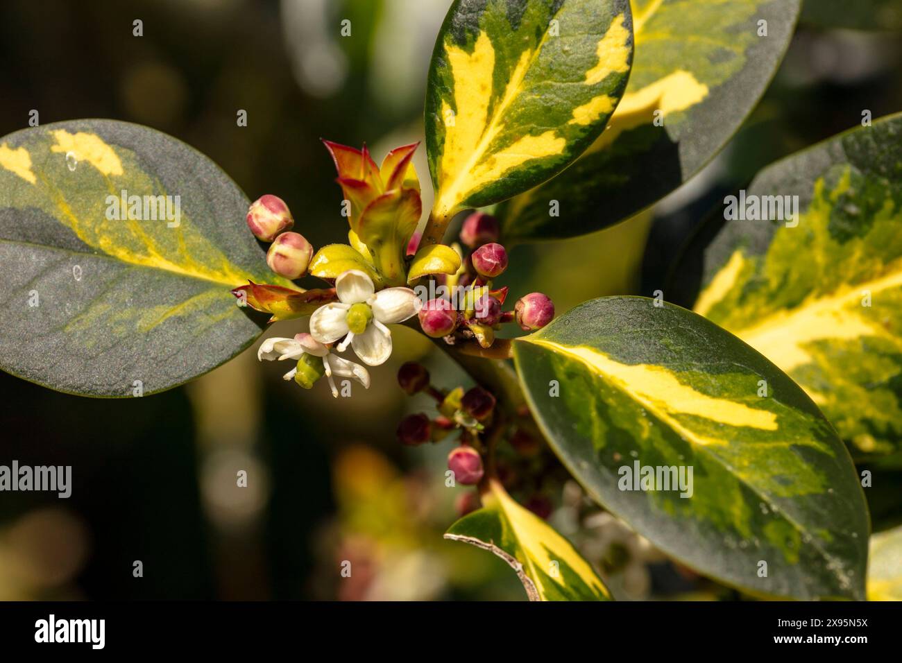 Natural close up flowering plant portrait of  Ilex × ltaclerensis,Alluring, Astounding, Breathtaking, Compelling, Dazzling, Excellent, Glorious, Stock Photo