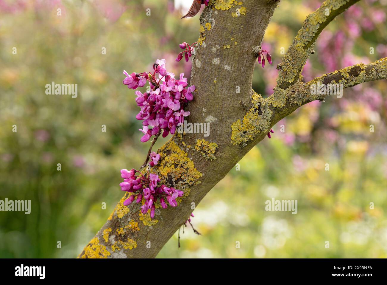 Stunning garden ornamental Cercis Siliquastrum in flower. Natural close ...