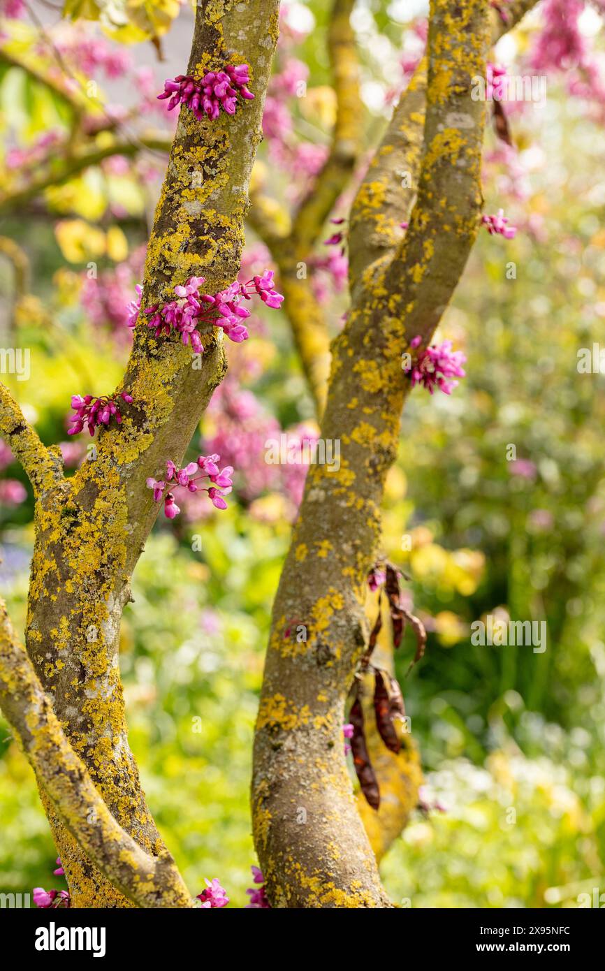 Stunning garden ornamental Cercis Siliquastrum in flower. Natural close ...
