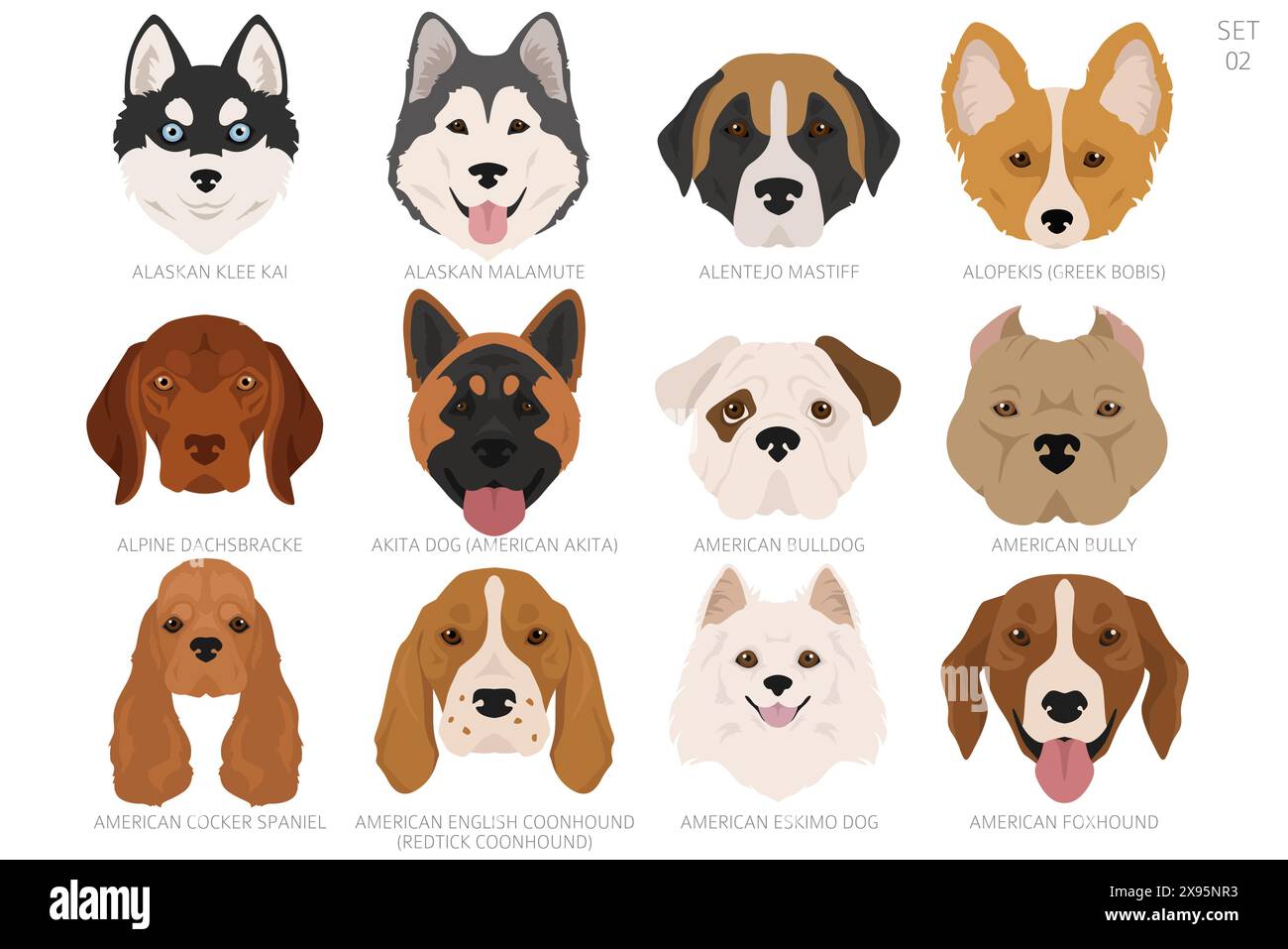 Dog head in alphabet order. All dog breeds. Colour vector design. Vector illustration Stock Vector