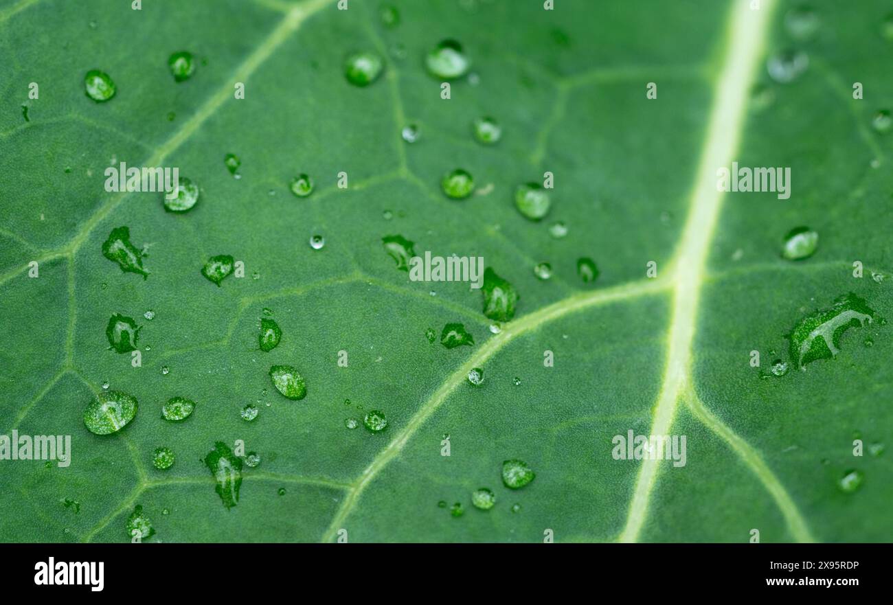 green leaf with water drops Stock Photo