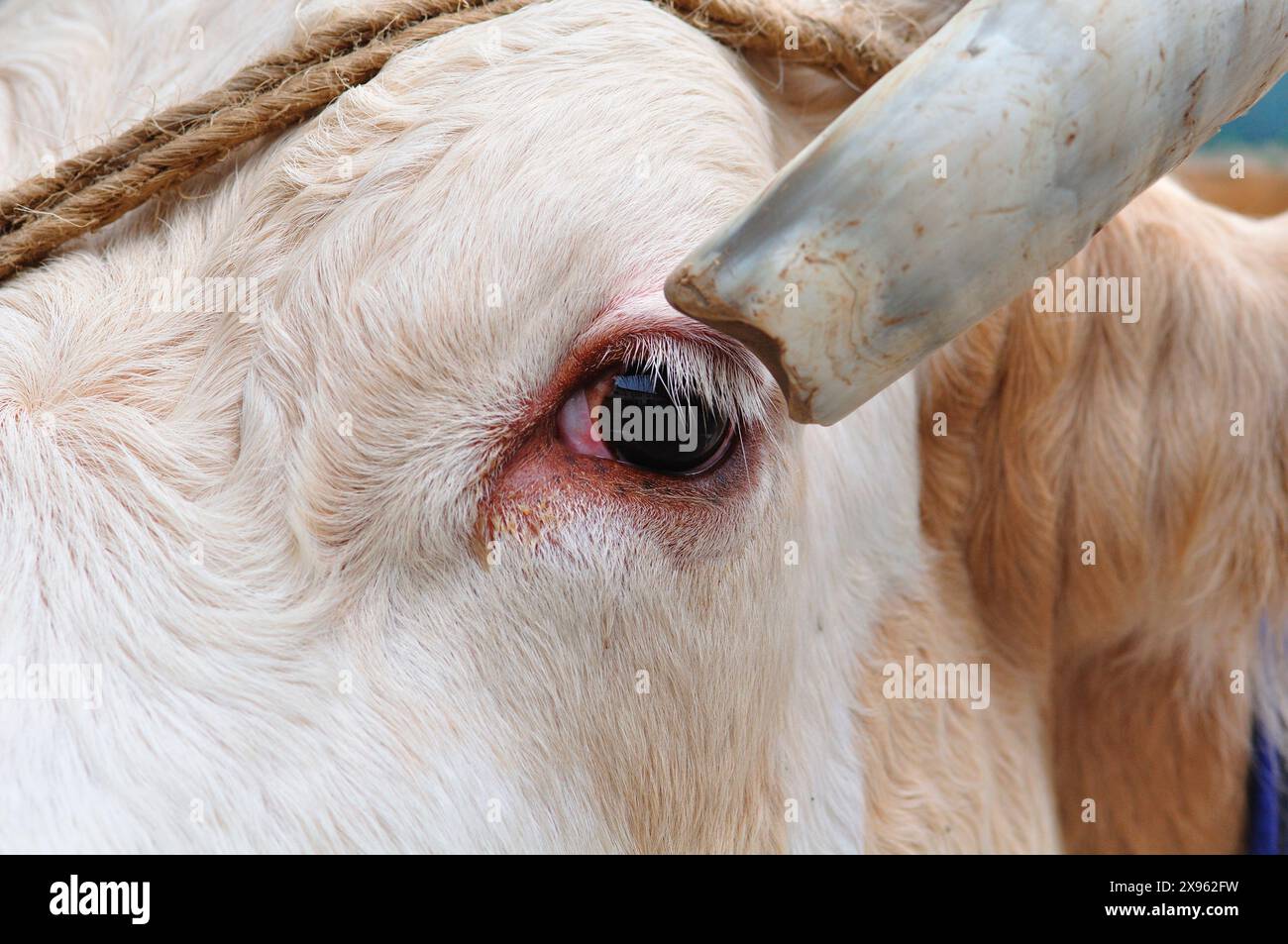 Italy, Lombardy, Eye of the Ox Close up Stock Photo