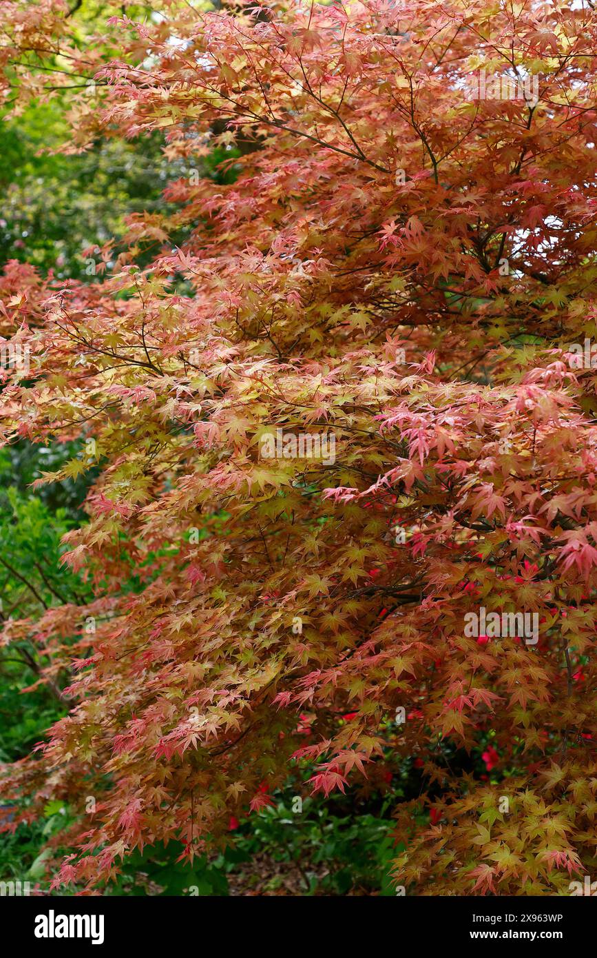 Red pink yellow spring leaves of the Japanese maple acer palmatum ...