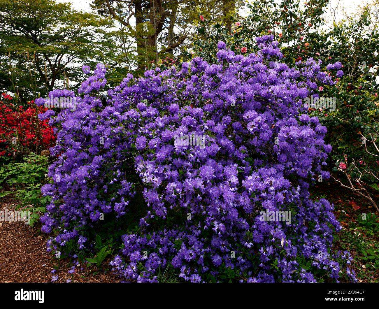Spring Rhododendron Spring border background rhododendron hi-res stock photography and ...