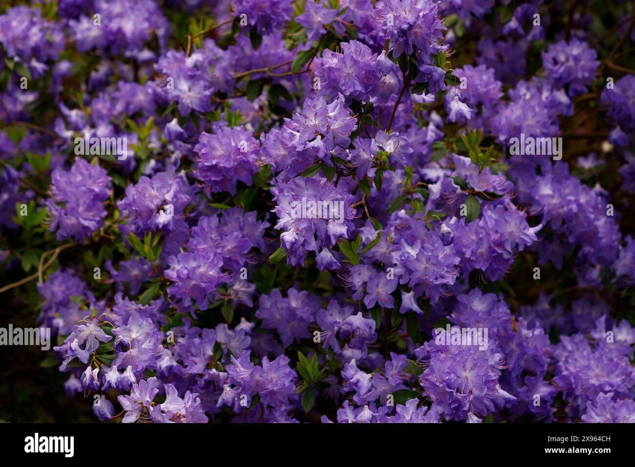 Spring Rhododendron Blue spring flowering rhododendron garden plant Stock Photo - Alamy