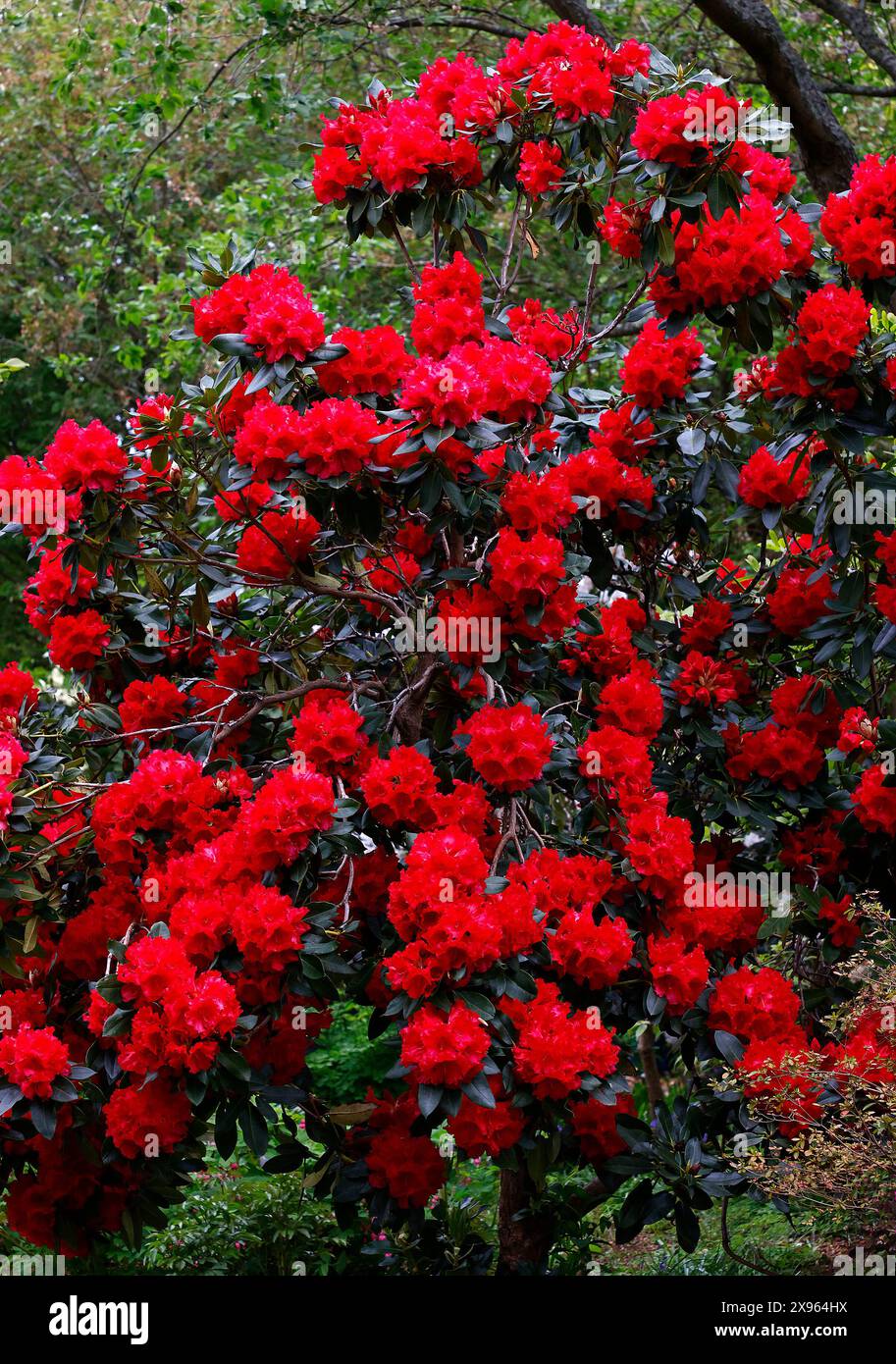 japanische stechpalme Japanische Stechpalme Fastigiata - Ilex crenata fastigiata