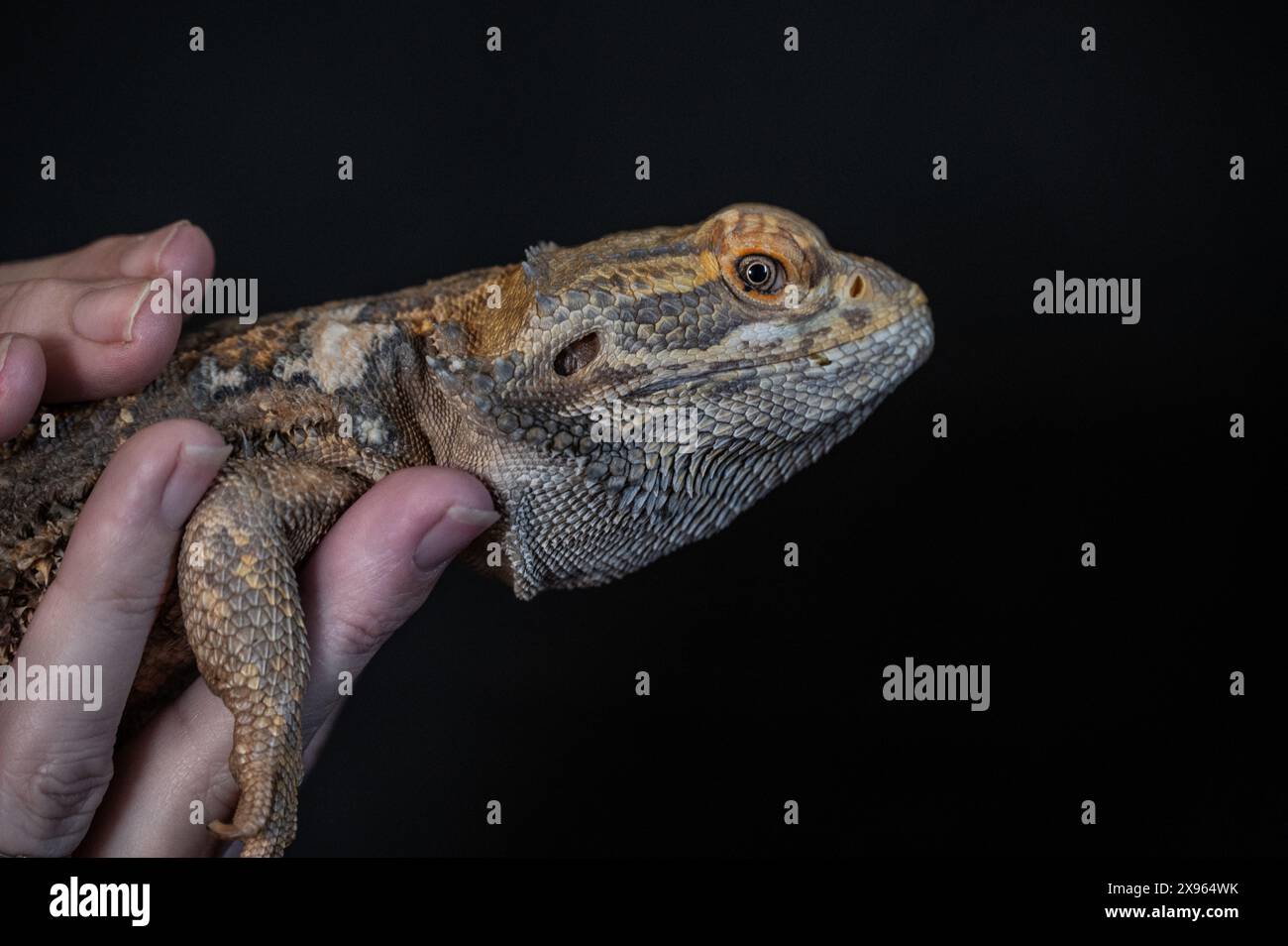 Holding a bearded dragon hi-res stock photography and images - Alamy