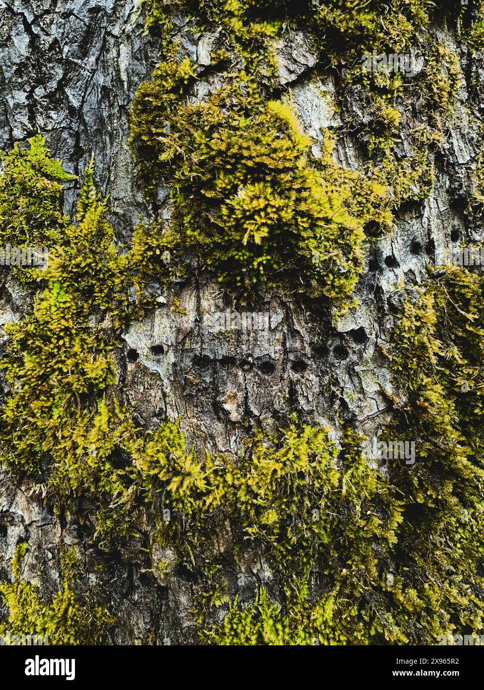 Moss on a tree trunk with holes in it. Stock Photo