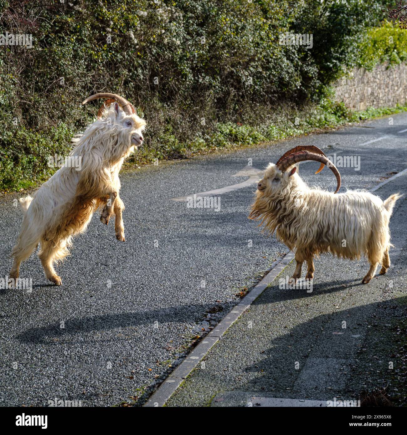 Llandudno Kashmiri Goats rutting on the Geeat Orme in Llandudno, North ...