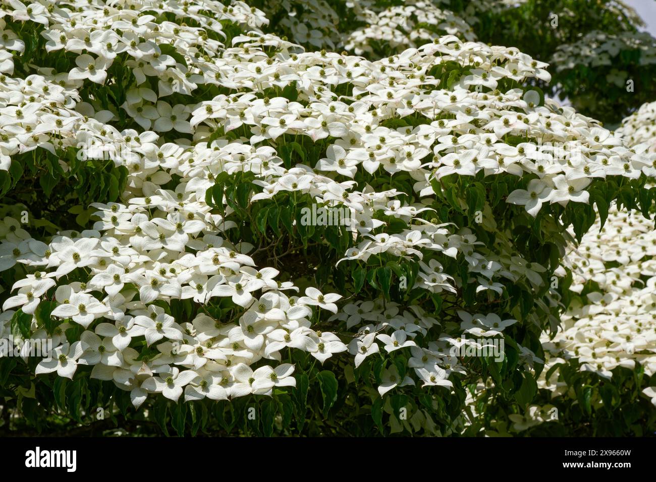 Flowering dogwood tree, white blossoms, garden, large, close-up, nature ...