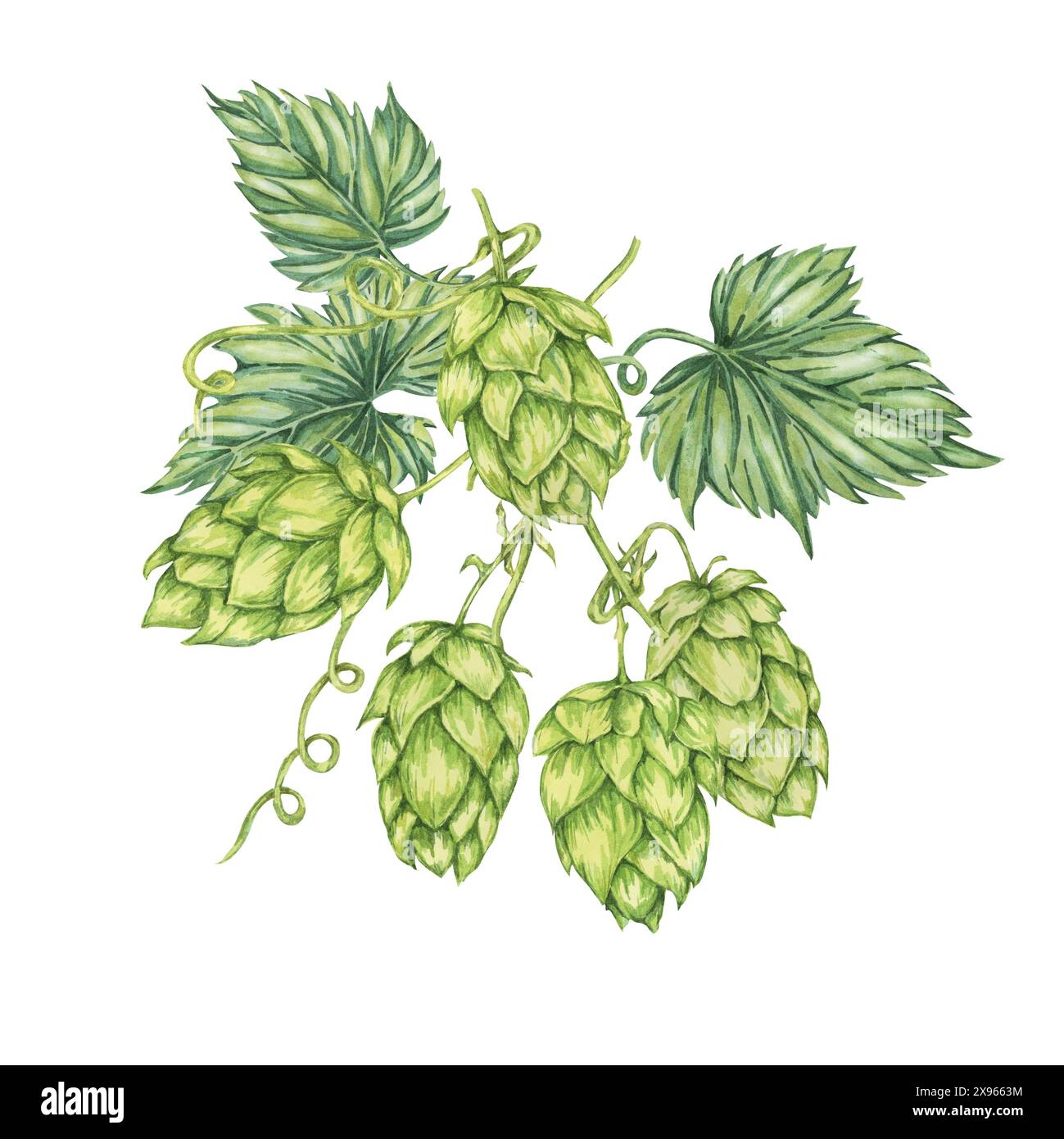 Hop cones and leaves watercolor illustration. Green humulus lupulus vine composition for Oktoberfest, St. Patrick's day celebration, beer label, brewery design. Hops plant clipart for menu, poster Stock Photo