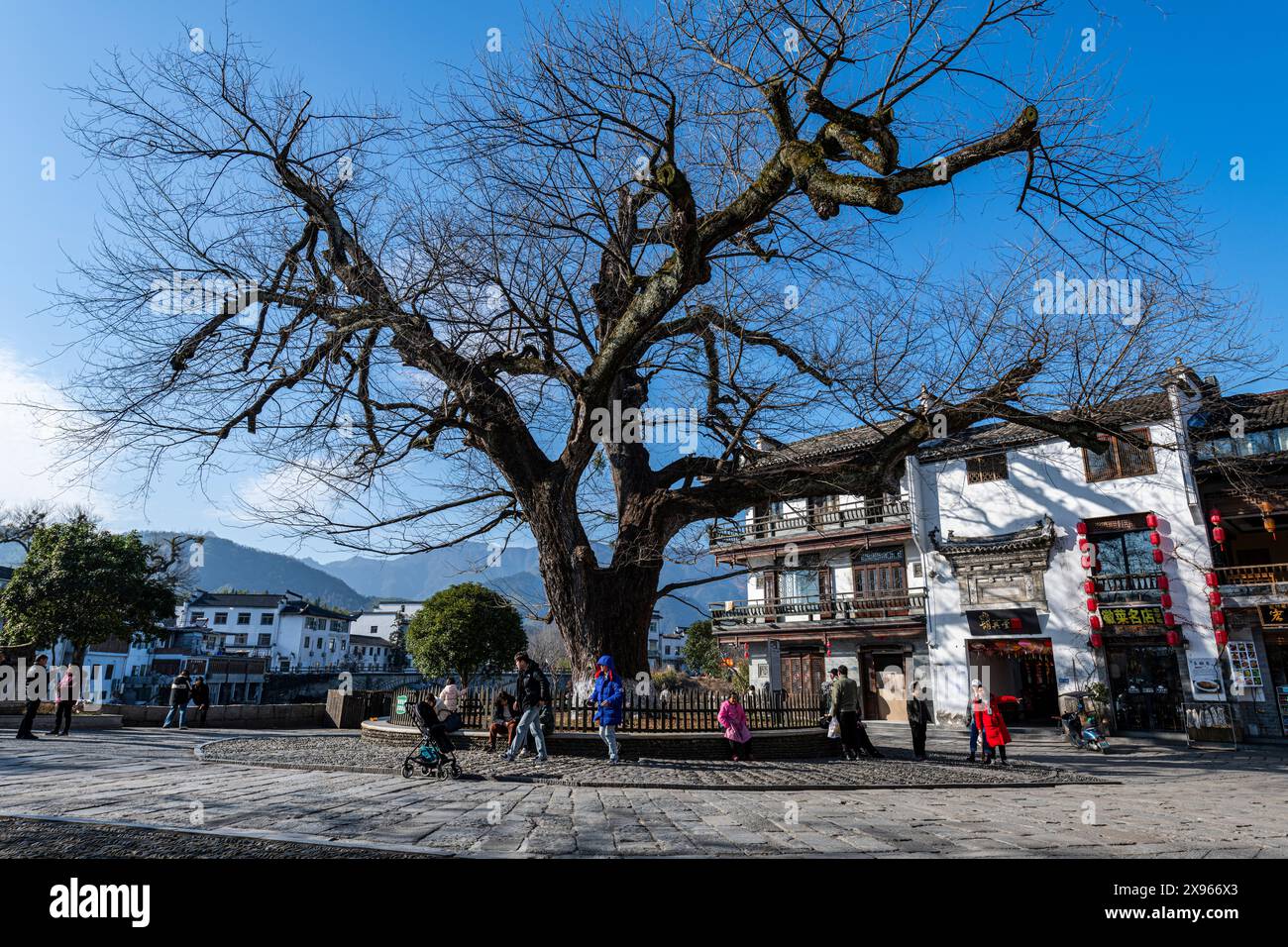 Tree in Hongcun historical village, UNESCO World Heritage Site ...