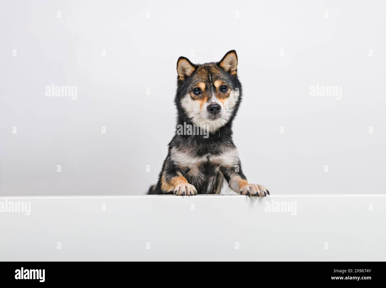 Black Shiba inu dog Japanese dog on studio white Stock Photo