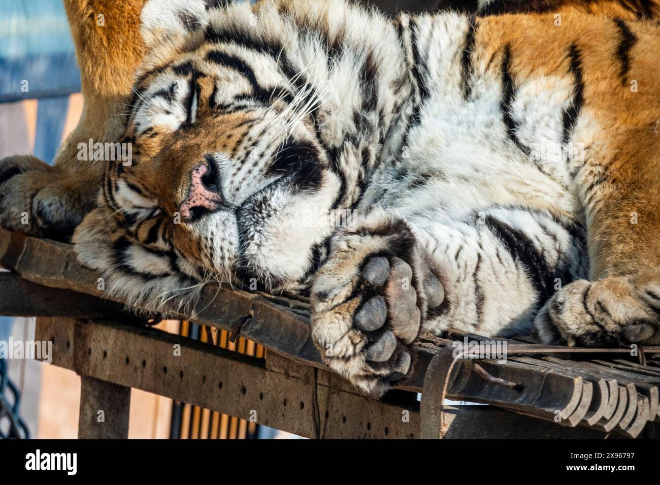 Siberian tiger (Panthera tigris tigris), Harbin Siberian Tiger Park, Harbin, Heilongjiang, China, Asia Stock Photo