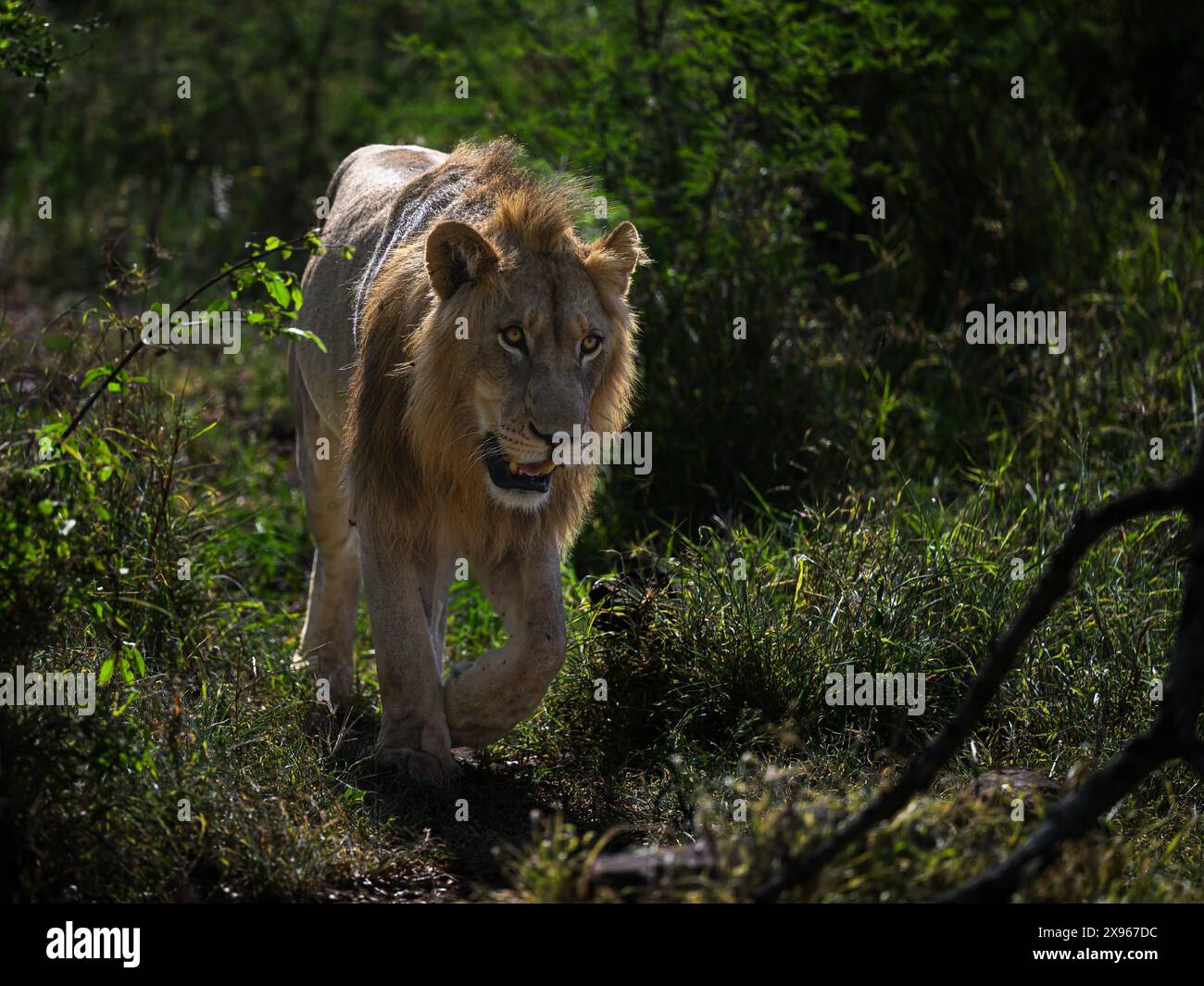 Male Lion, South Africa, Africa Stock Photo - Alamy