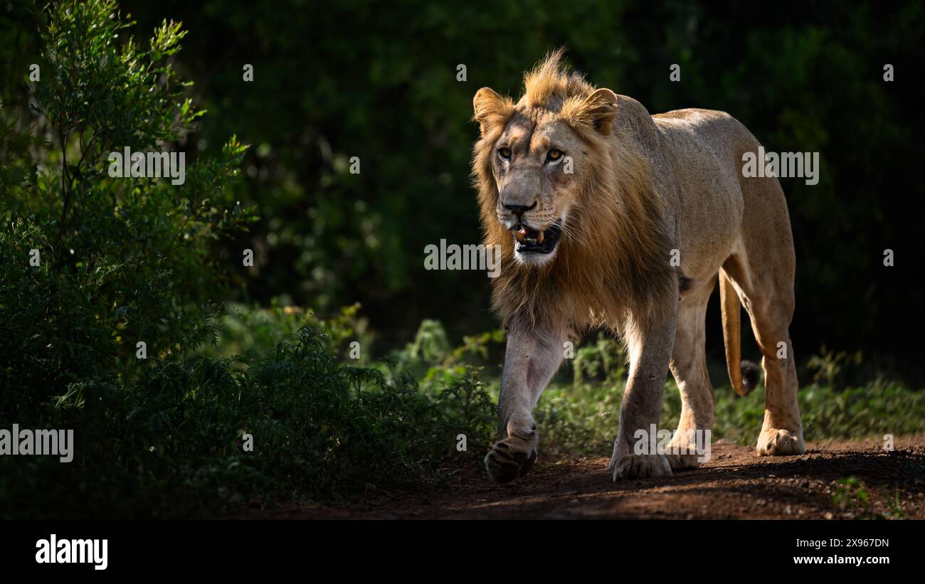 Male Lion, South Africa, Africa Stock Photo - Alamy