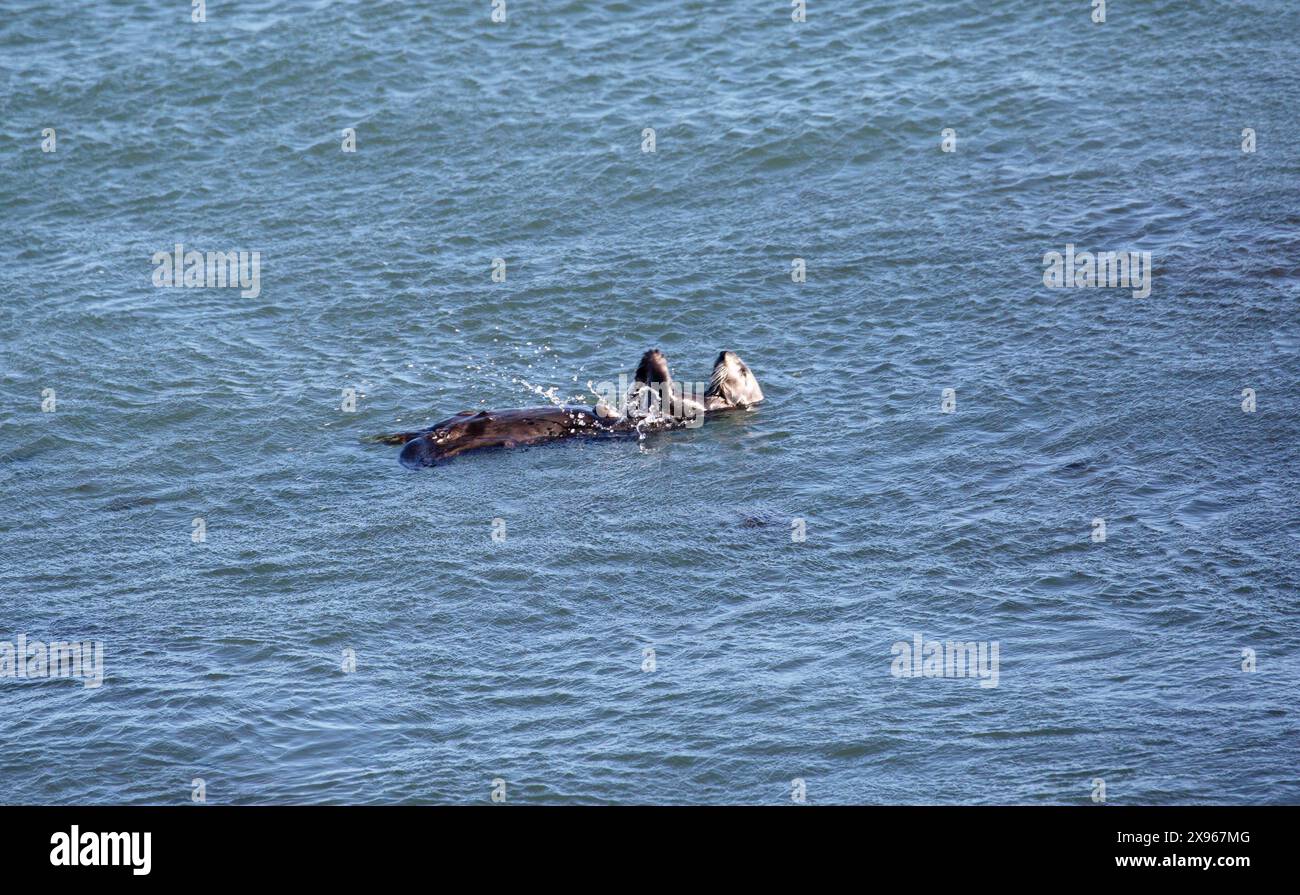 Sea otter, Enhydra lutris, using a rocks to dislodge its prey or open a shell, San Semion, California, USA Stock Photo