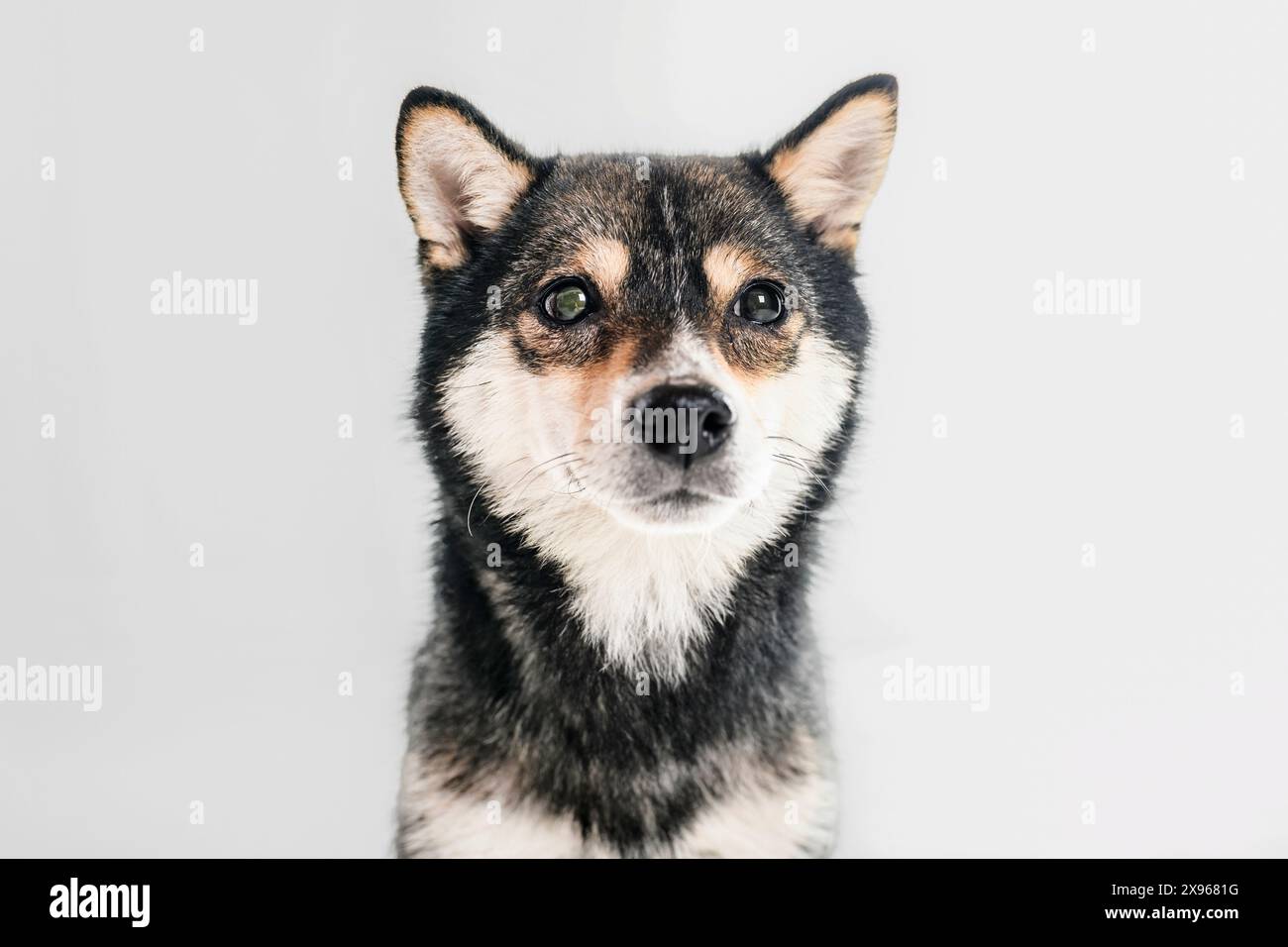 Black Shiba inu dog Japanese dog on studio white Stock Photo
