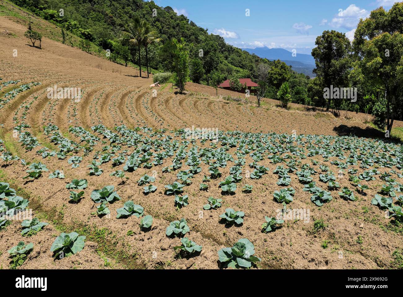 Cabbages growing in fertile volcanic soil fields near Mount Mahawu, an active stratovolcano near Tomohon city. Gunung Mahawu, Tomohon, North Sulawesi Stock Photo