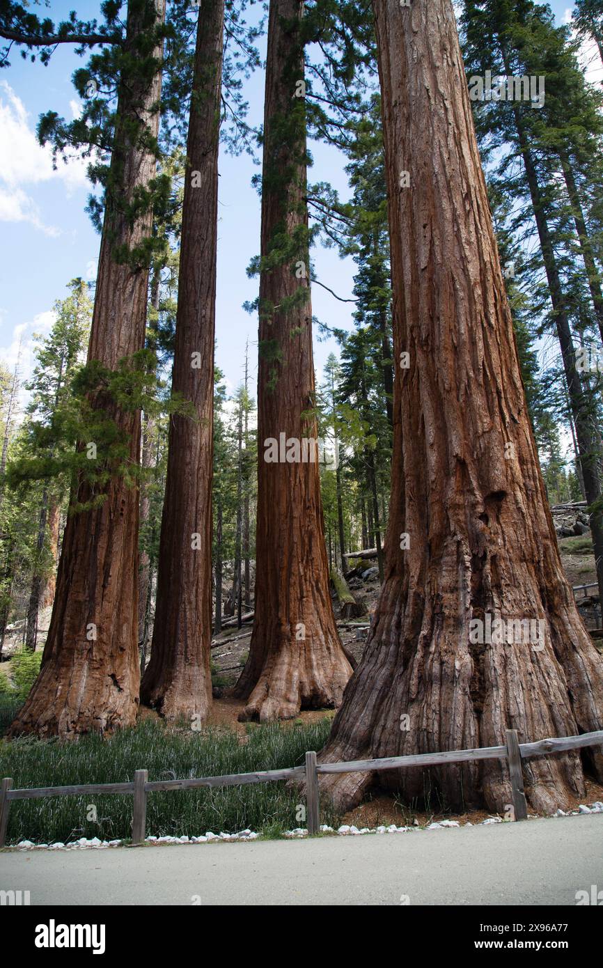 Bachelor and three Graces Giant Sequoia Trees, Mariposa Grove, Yosemite National Park, California, USA Stock Photo
