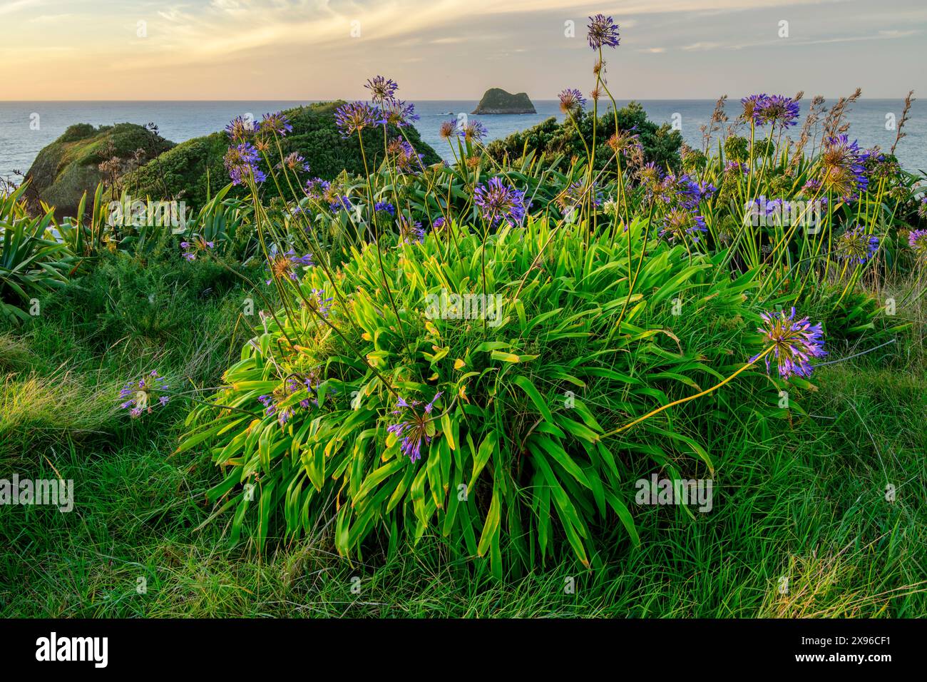 New Zealand; North Island;New Plymouth, Paritutu Centenial Park, African lily , Jacks Blue Stock Photo