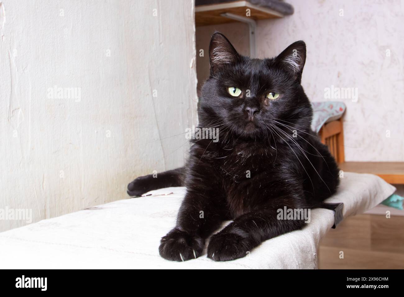 A beautiful black cat with mesmerizing green eyes is peacefully resting ...