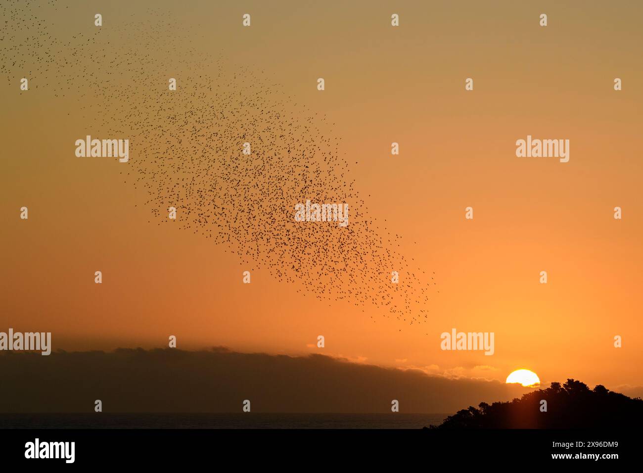 New Zealand; North Island;New Plymouth, Common starling , Taringi, flock Stock Photo