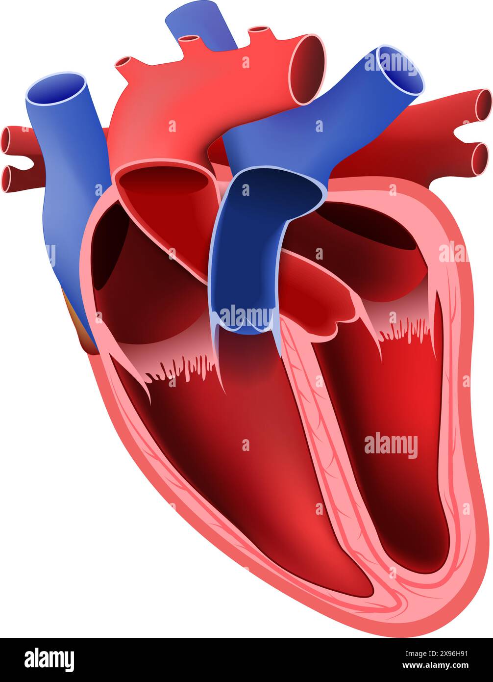 Heart anatomy. Part of the human heart. vector illustration. Stock Vector