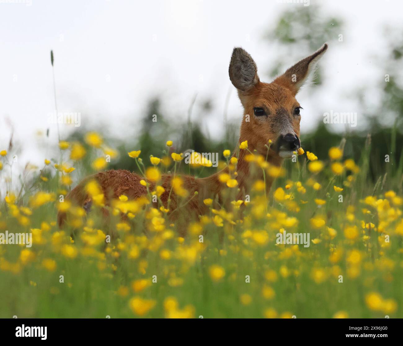 A Roe Deer Doe (Capreolus capreolus) in the Cotswold Hills during the Spring time Stock Photo