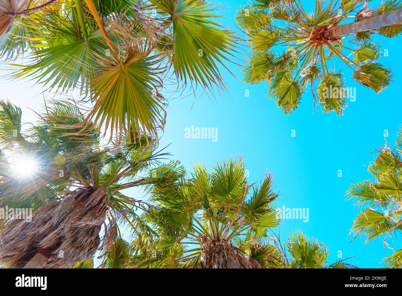 Serene patch of blue sky peeks through the lush, green canopies of palm trees Stock Photo