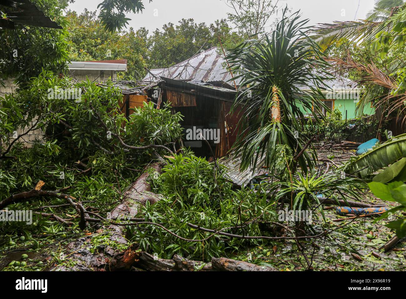 Laguna, Calabarzon, Philippines. May 28,2024: A Filipino's house crushed by mango & Kapok trees, largest trunk 1m from sleeping baby's cradle. Typhoon Ewiniar (Philippine name Aghon) left leaving behind at least 7 deads, hundreds of damaged houses & thousands of people evacuated from their homes. This first storm of 2024 came after months of scorching hot weather brought on by long El Nino phenomenon. Forecasted for too long as tropical depression by Pagasa (PH weather), its intensity surprised many unprepared Filipinos, causing much destruction & damage. Credit: Kevin Izorce/Alamy Live News Stock Photo