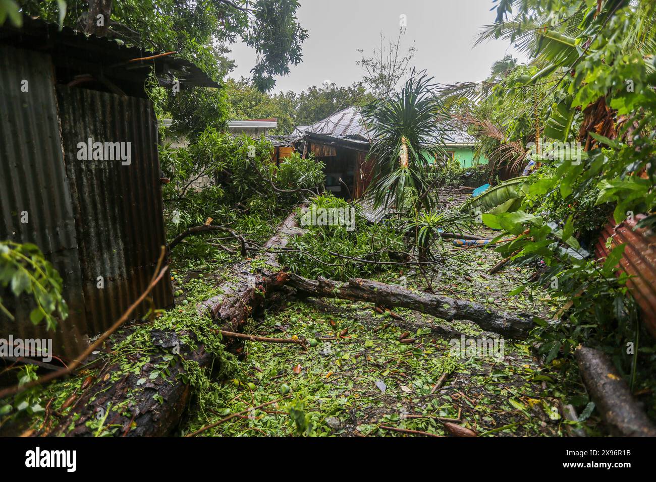 Laguna, Calabarzon, Philippines. May 28,2024: A Filipino's house crushed by mango & Kapok trees, largest trunk 1m from sleeping baby's cradle. Typhoon Ewiniar (Philippine name Aghon) left leaving behind at least 7 deads, hundreds of damaged houses & thousands of people evacuated from their homes. This first storm of 2024 came after months of scorching hot weather brought on by long El Nino phenomenon. Forecasted for too long as tropical depression by Pagasa (PH weather), its intensity surprised many unprepared Filipinos, causing much destruction & damage. Credit: Kevin Izorce/Alamy Live News Stock Photo