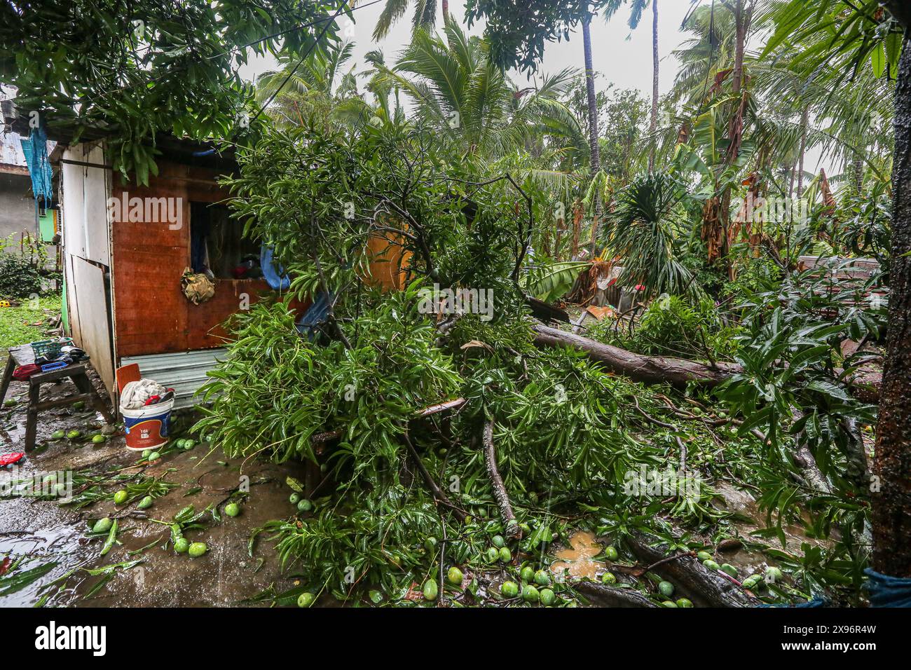 Laguna, Calabarzon, Philippines. May 28,2024: A Filipino's house crushed by mango & Kapok trees, largest trunk 1m from sleeping baby's cradle. Typhoon Ewiniar (Philippine name Aghon) left leaving behind at least 7 deads, hundreds of damaged houses & thousands of people evacuated from their homes. This first storm of 2024 came after months of scorching hot weather brought on by long El Nino phenomenon. Forecasted for too long as tropical depression by Pagasa (PH weather), its intensity surprised many unprepared Filipinos, causing much destruction & damage. Credit: Kevin Izorce/Alamy Live News Stock Photo