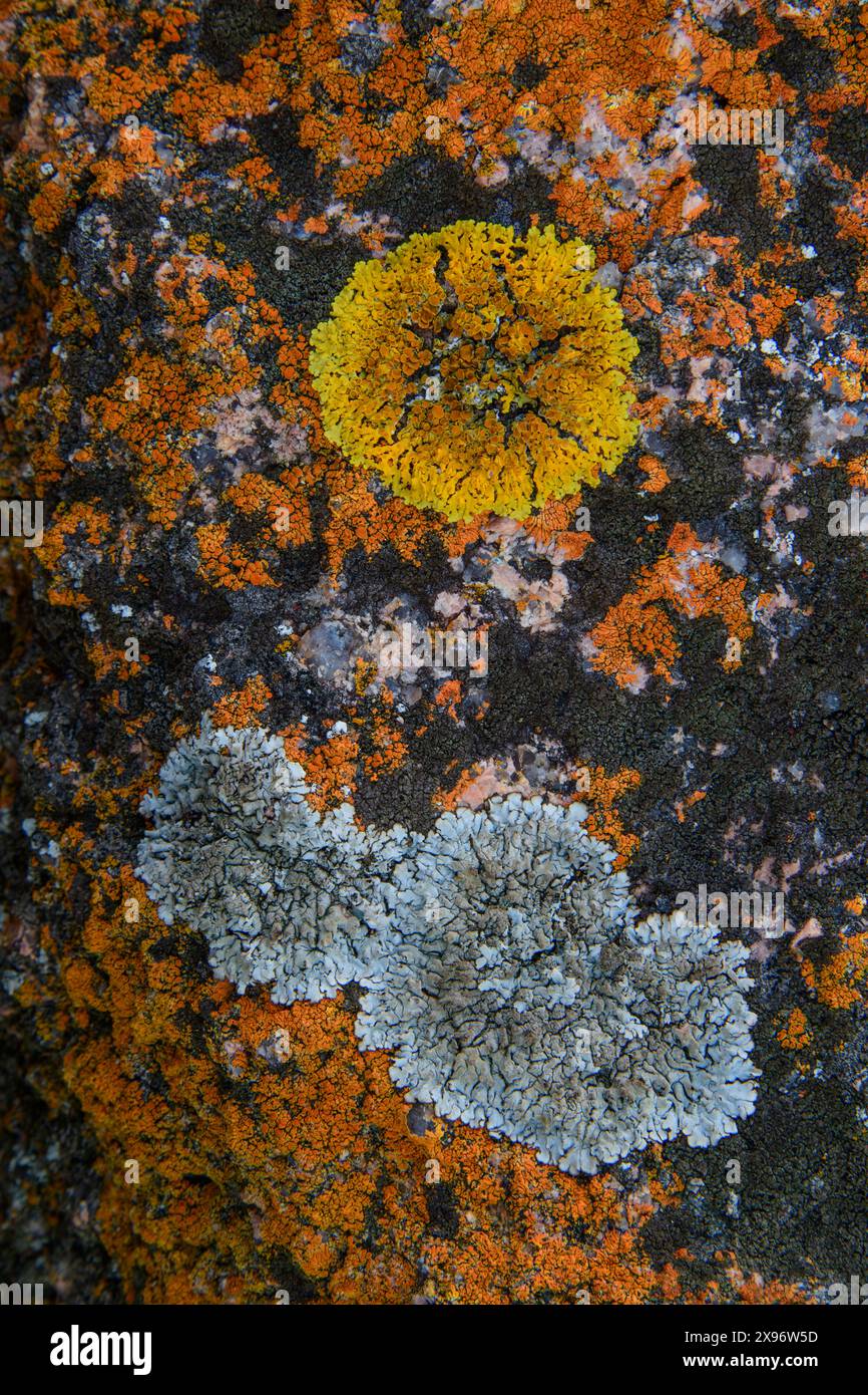 Australia, Tasmania, East Coast, Coles Bay, Freycinet National Park, The Hazards, lichen Stock Photo